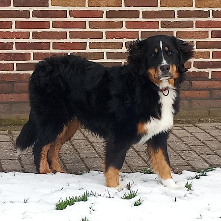 Boerenskuur De Bedstee Groen Assendelft Luaran gambar